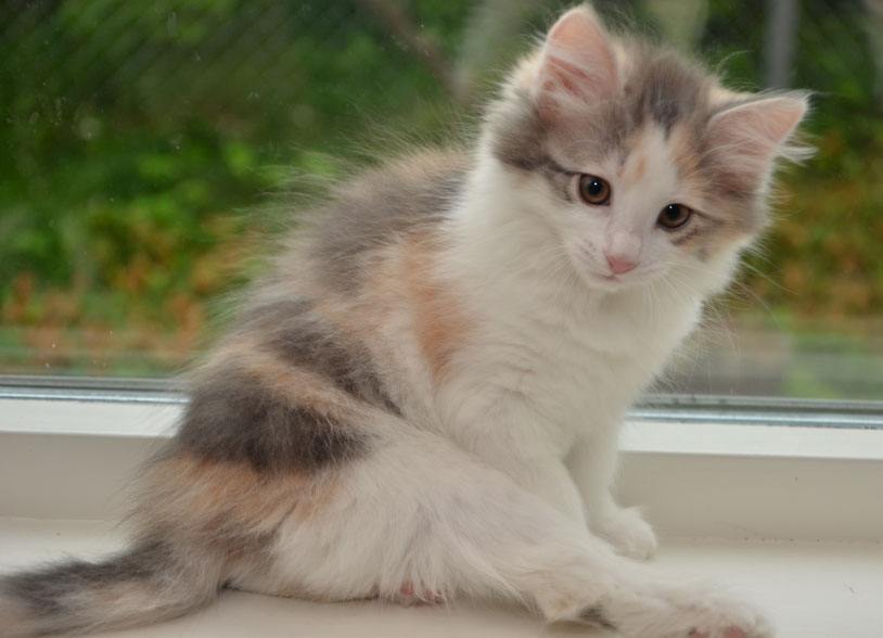 sibirisk kattunge Ninzi