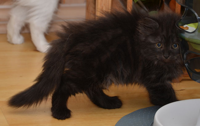 sibirisk kattunge