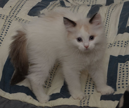 sibirisk kattunge Ophelia