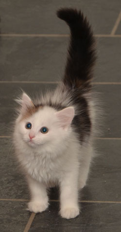 sibirisk kattunge