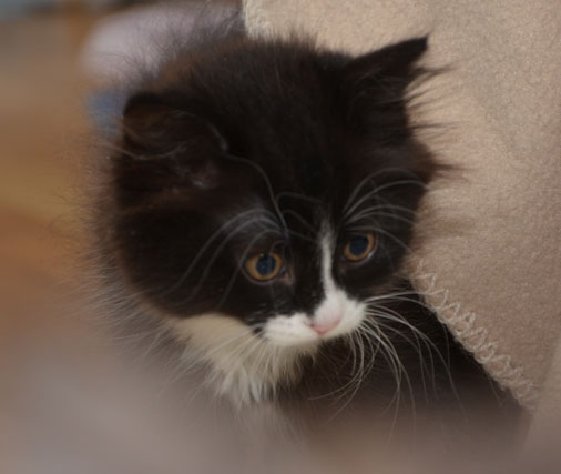sibirisk kattunge Olea