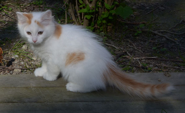 sibirisk kattunge Mozart