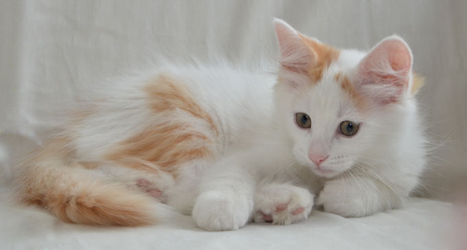 sibirisk kattunge Mozart