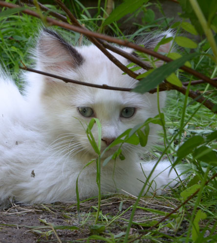 neva masquerade kattunge Ophelia