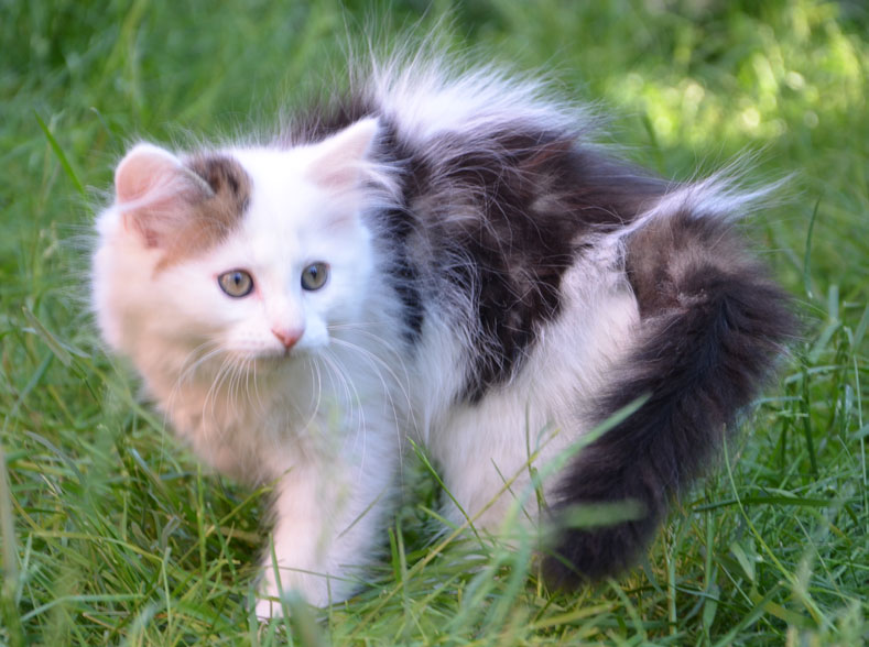sibirisk kattunge Olivier