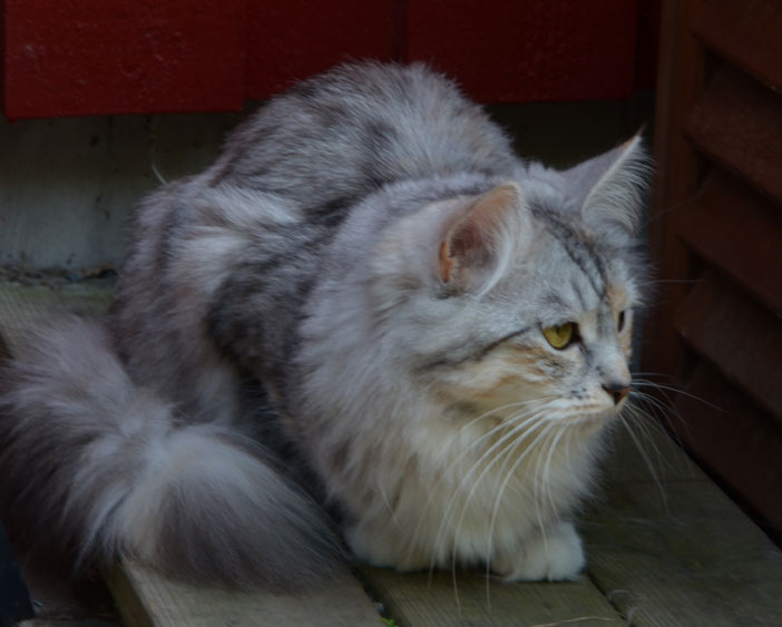 sibirisk kattunge