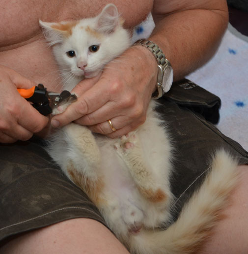 sibirsk katt Mozart