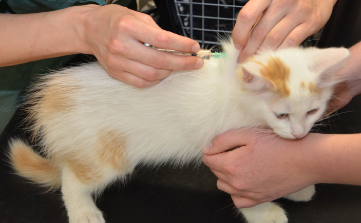 sibirisk katt Mozart