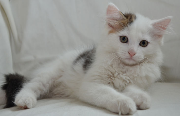 sibirisk kattunge Olivier