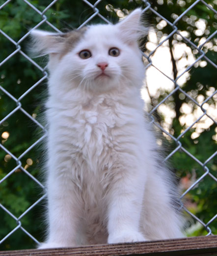 sibirisk kattunge Olivier