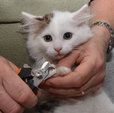 sibirisk kattunge Olivier