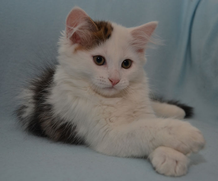 sibirisk kattunge Olivier