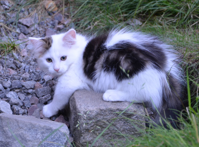 sibirisk kattunge Olivier