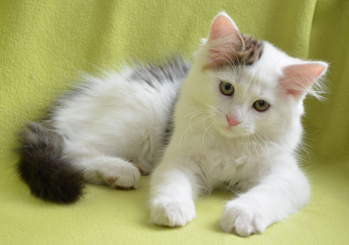 sibirisk kattunge Olivier