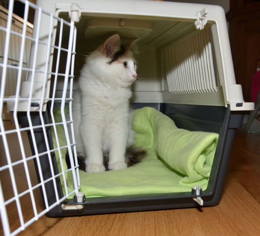 sibirisk katt Nova