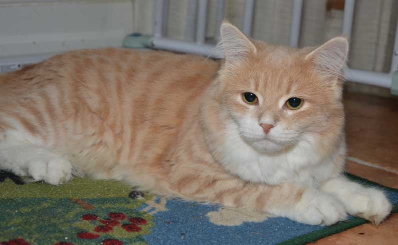sibirisk kattLulle