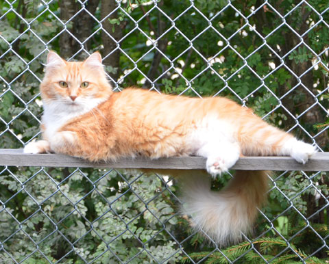 sibirisk katt Queeni