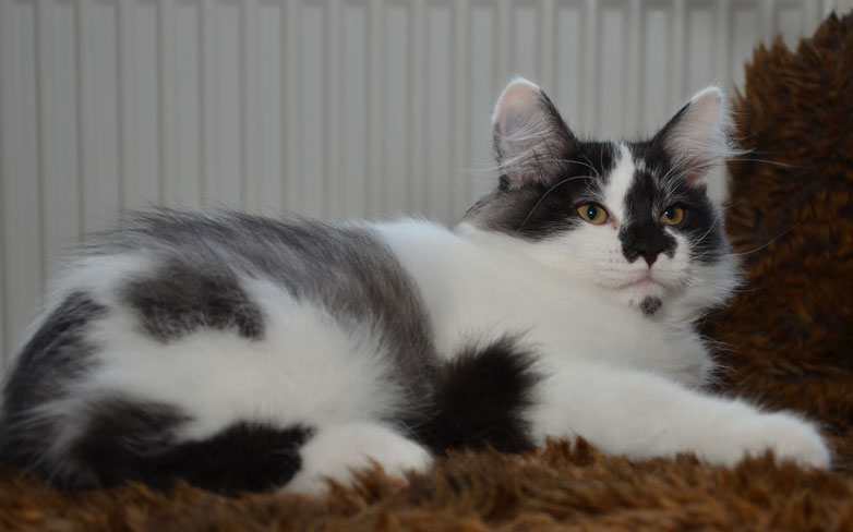 sibirisk katt Silver