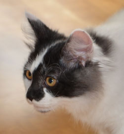 Sibirisk katt Silver