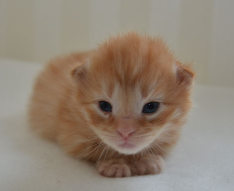 sibirisk kattunge Prinz