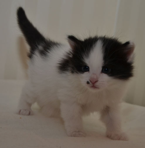 sibirisk katt Pictor