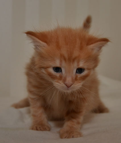 sibirisk kattunge Prinz