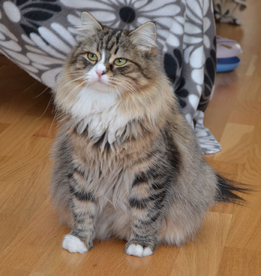 Sibirisk katt Mitzi