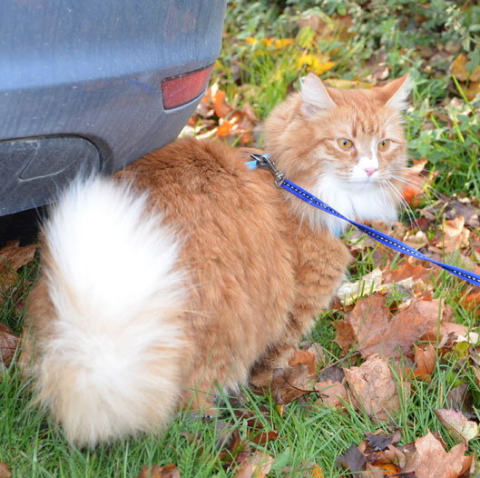 Sibirisk katt Kepheus