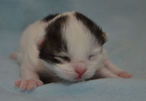 sibirisk kattunge Quincy