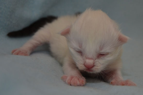 sibirisk katt Quorn