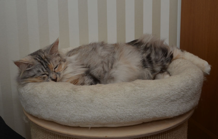 sibirisk katt Zinnie