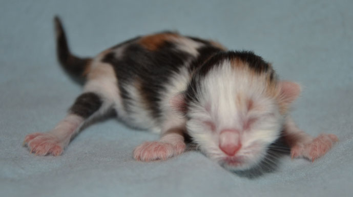 sibirisk kattunge Rowena
