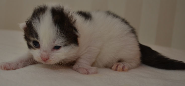 sibirisk kattunge Quincy