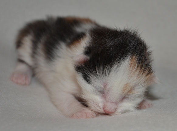 sibirisk kattunge Rowena