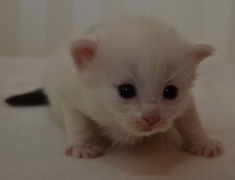 sibirisk kattunge Quorn