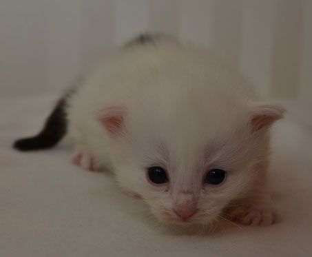 sibirisk kattunge Quorn