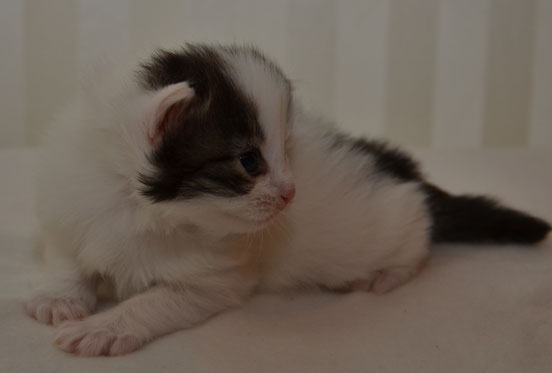 sibirisk kattunge Quincy