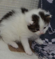 sibirisk kattunge Qiuncy