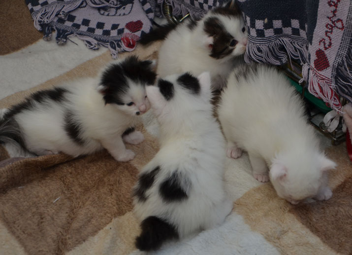 sibiriska kattungar Q-kull