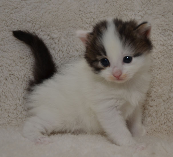 sibirisk kattunge Quincy
