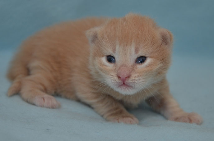 sibirisk kattunge Salazar