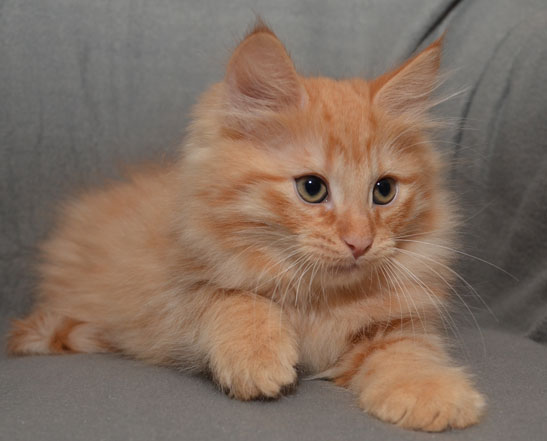 sibirisk kattunge Prinz