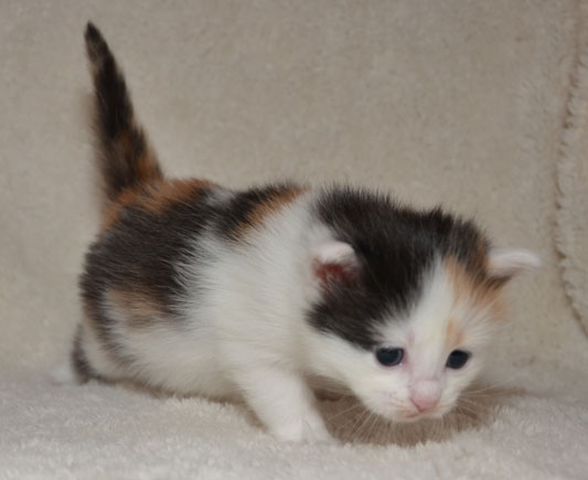 sibirisk kattunge Rowena