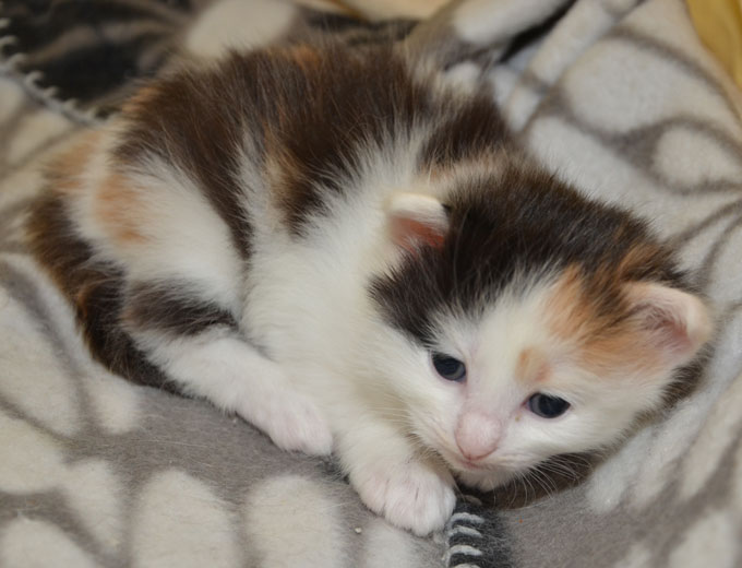 sibirisk kattunge Rowena