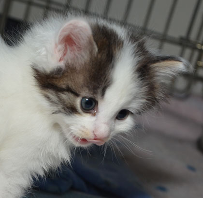 sibiriska kattunge Quincy