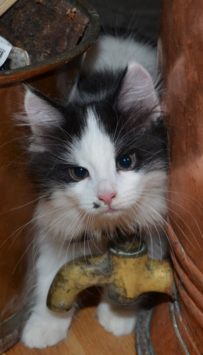 sibirisk kattunge Pictor