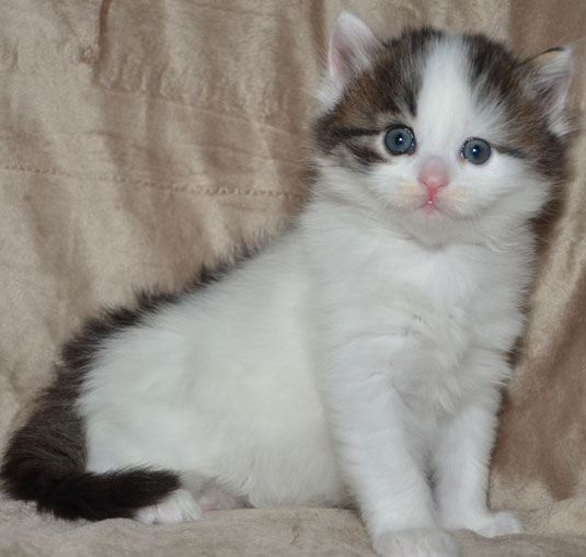 sibirisk kattunge Quincy