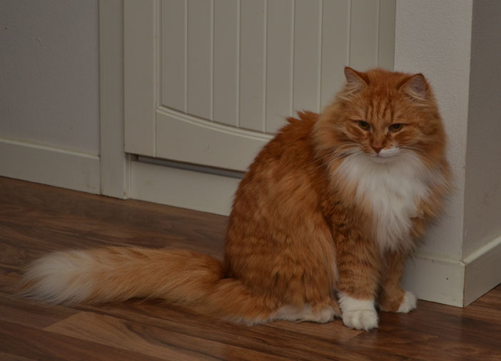 sibirisk katt Sigge