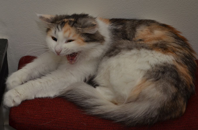 sibirisk katt