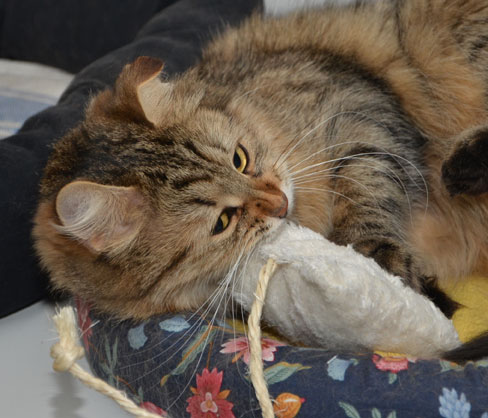 sibirisk katt Juliet